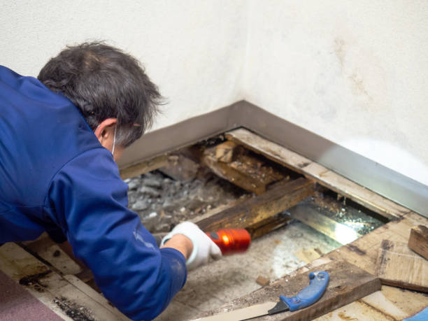 Best Same-Day Mold Removal  in Gilcrest, CO