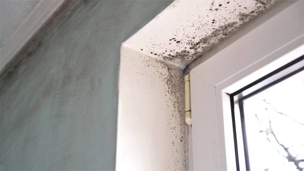 Best Residential Mold Removal  in Gilcrest, CO