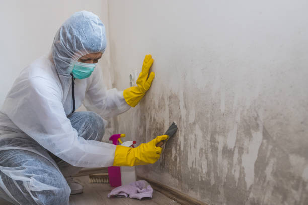 Best Attic Mold Removal  in Gilcrest, CO