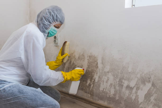 Best Fast Mold Removal  in Gilcrest, CO
