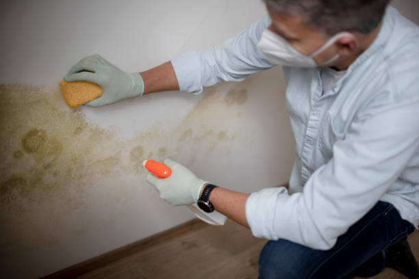 Best Office Mold Removal Services  in Gilcrest, CO