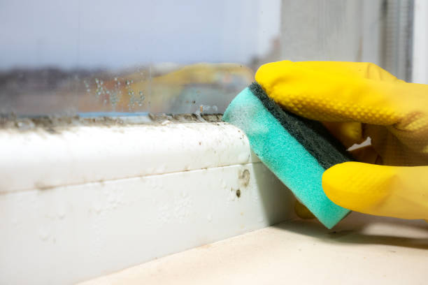 Best Mold Removal Near Me  in Gilcrest, CO