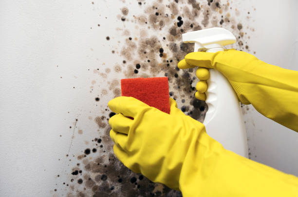 Best Commercial Mold Removal  in Gilcrest, CO