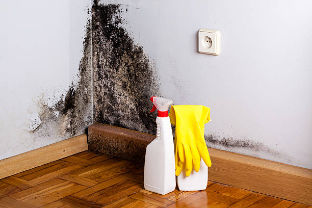 Certified Mold Removal in Gilcrest, CO